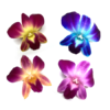 Dyed-Orchid-Loose-Blooms