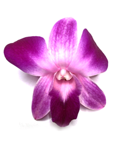 PINK-ORCHID