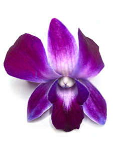 Purple-orchid