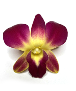 YELLOW-ORCHID- deyd