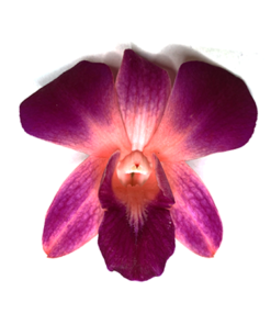 red-orchid