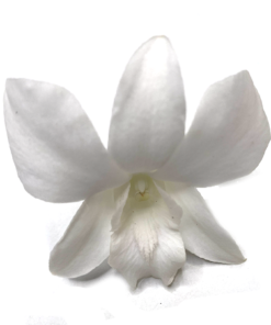 white orchid loose