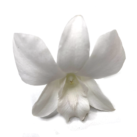 white orchid loose